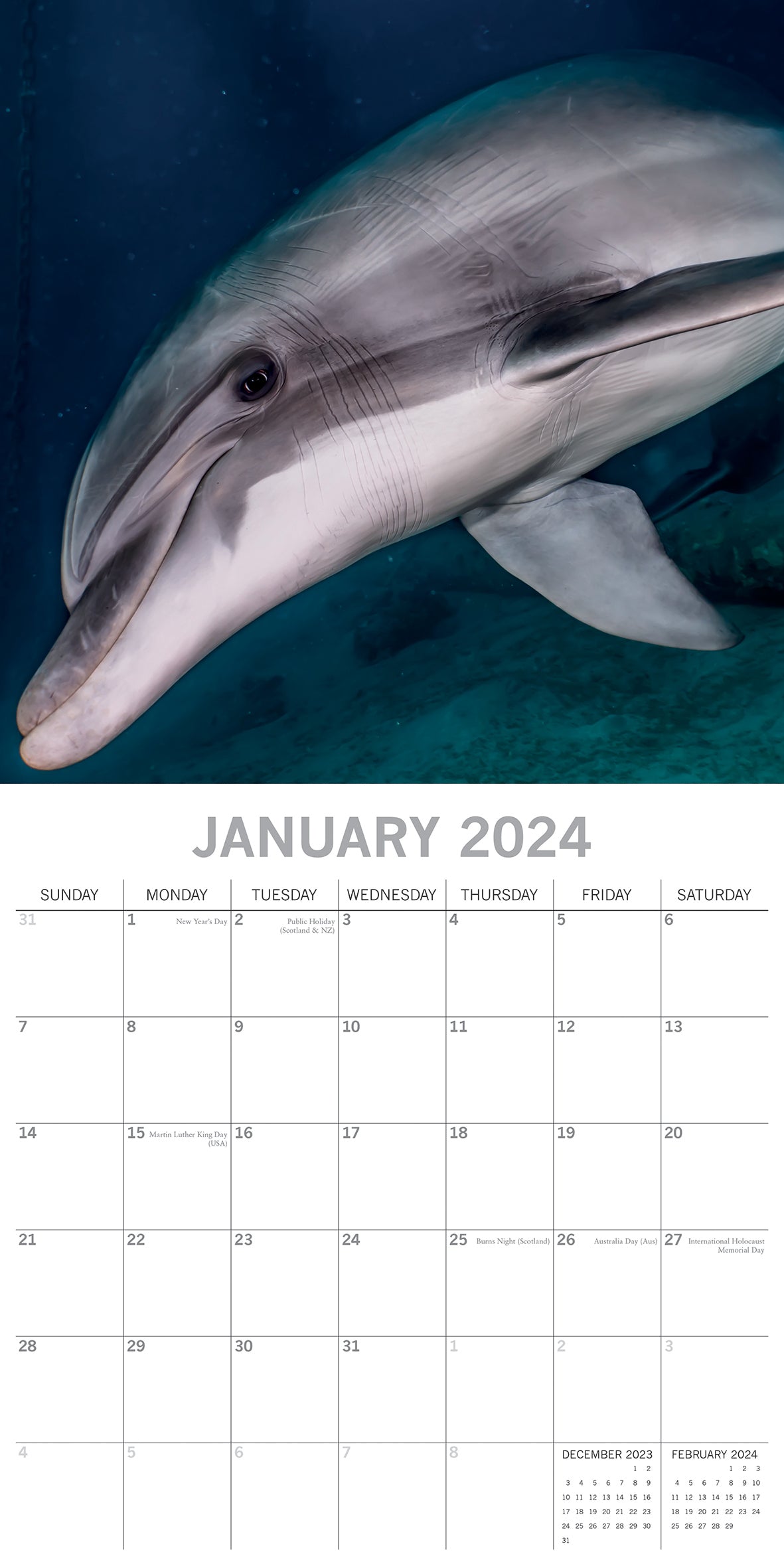 Dolphins - 2024 Square Wall Calendar Sea Animals 16 Months Premium Planner Gift
