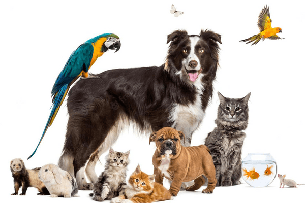 How To Bond With Your Pets.