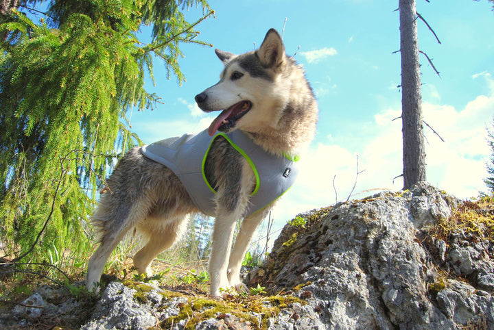 Pet Safety Vests