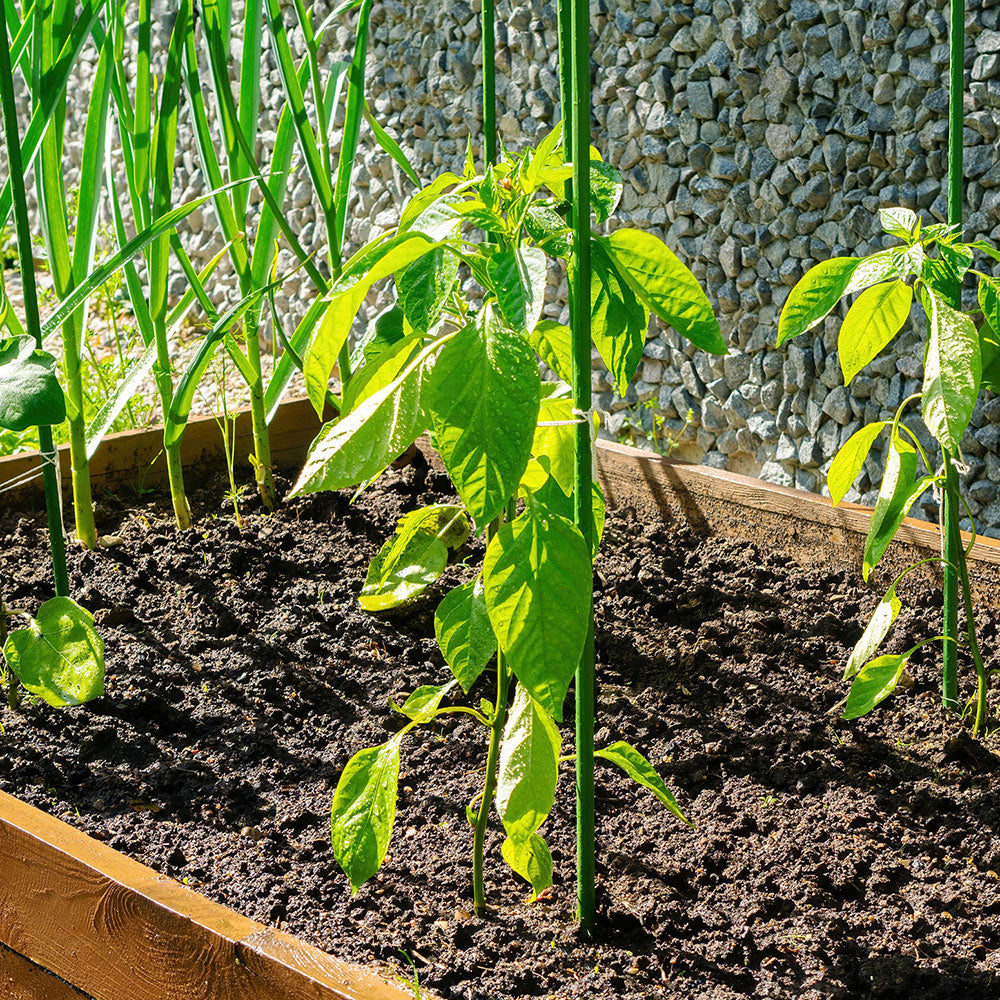 Plant Cages & Supports