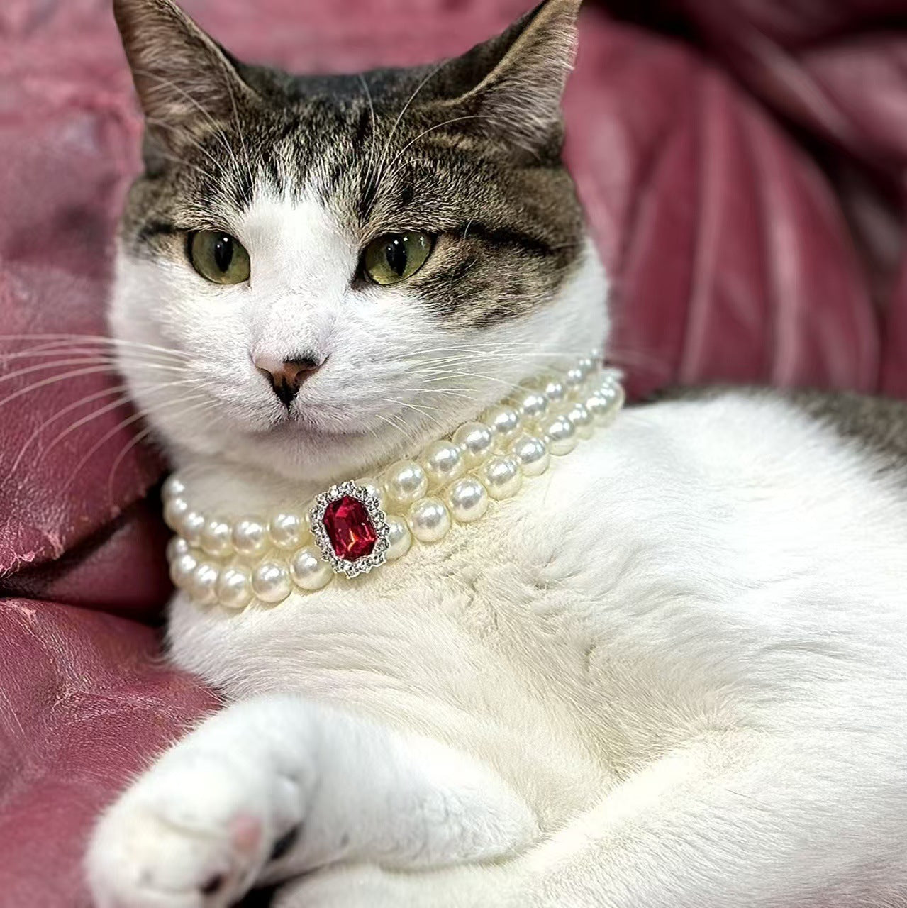 Pet Collars & Ties