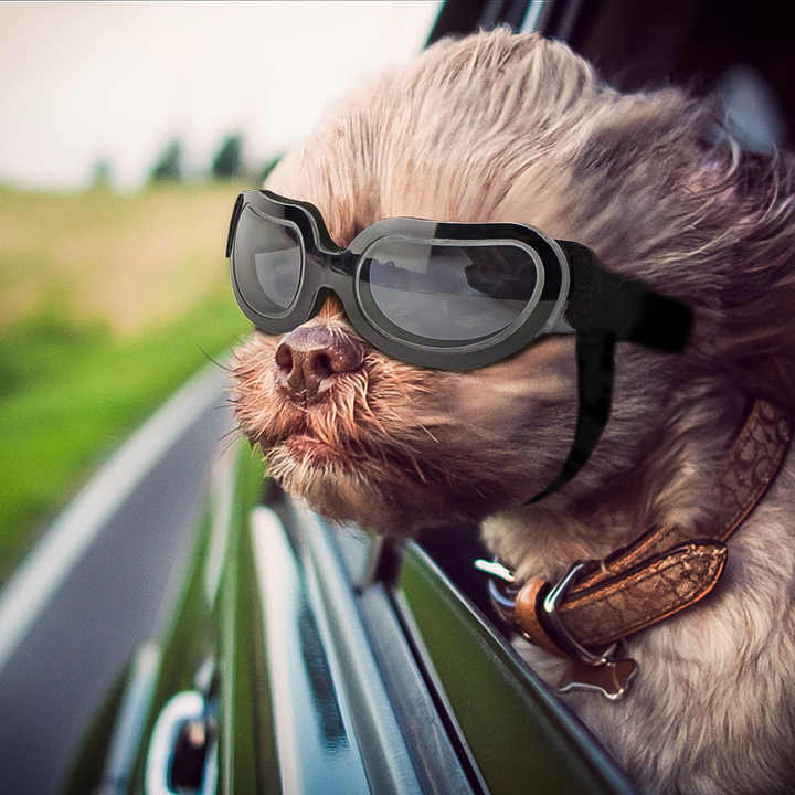 Pet Sunglasses
