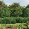 Wire Mesh Fence Green 1.8x25 m Galvanised Steel