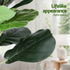 150cm Artificial Fiddle Tree Faux Trees Indoor Decor Artificial Plants Lifelike Plant 1.5M