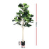 180cm Artificial Fiddle Tree Faux Trees Indoor Decor Artificial Plants Lifelike Plant 1.8M