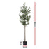 180cm Artificial Olive Tree Faux Trees Indoor Decor Artificial Plants Lifelike Plant 1.8M