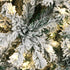Christmas Tree 2.1M 7FT Snow Flocked Green with LED