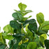 2-Pack Fiddle Leaf Fig Tree Faux Plants, 150cm, Fade-Resistant Set
