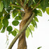 180cm Artificial Ficus Tree Twisted Ficus Faux Potted Plant