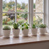 Toque Plant Pots 5 Pcs 8 Inchs Plastic Planter Pots with Drainage Saucers White-2072893580992712710