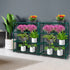 Levede 2x 4 Tier Plant Stand Shelves-2006732926913482758