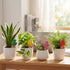 Toque 8 Pcs Self Watering Terracotta Garden Plant Spikes Drip Irrigation System-2072893580225155079