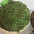 6pcs Moss 10cm Green Vase Bowl Filler Balls for Christmas Tree Garden Weddings Home Party Decor