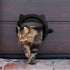Indoor Cat Flap Door, 21cm/8.27in Opening
4 Locking Modes | Magnetic & Weatherproof | Thin Door & Wall | Easy Install |(white)