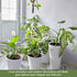 Climbing Plant Trellis 14 inch Metal Support for Vines Potted Plants and Flowers, Modern Design
