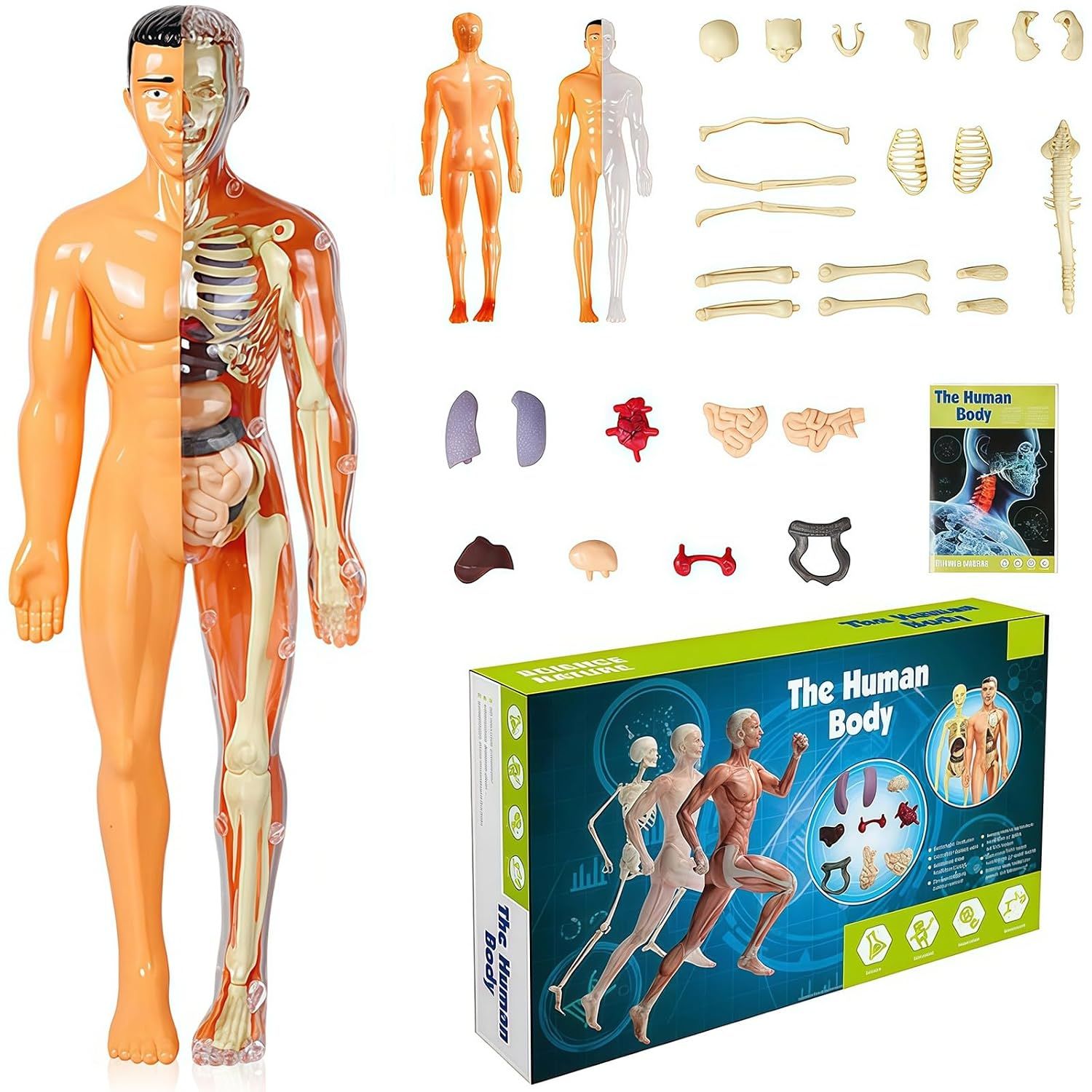 3D Human Body Torso Model, Realistic Human Anatomy Model,DIY Skeleton,Removable Human Organ Model for Study,Teaching Demonstration,Science Early Learning