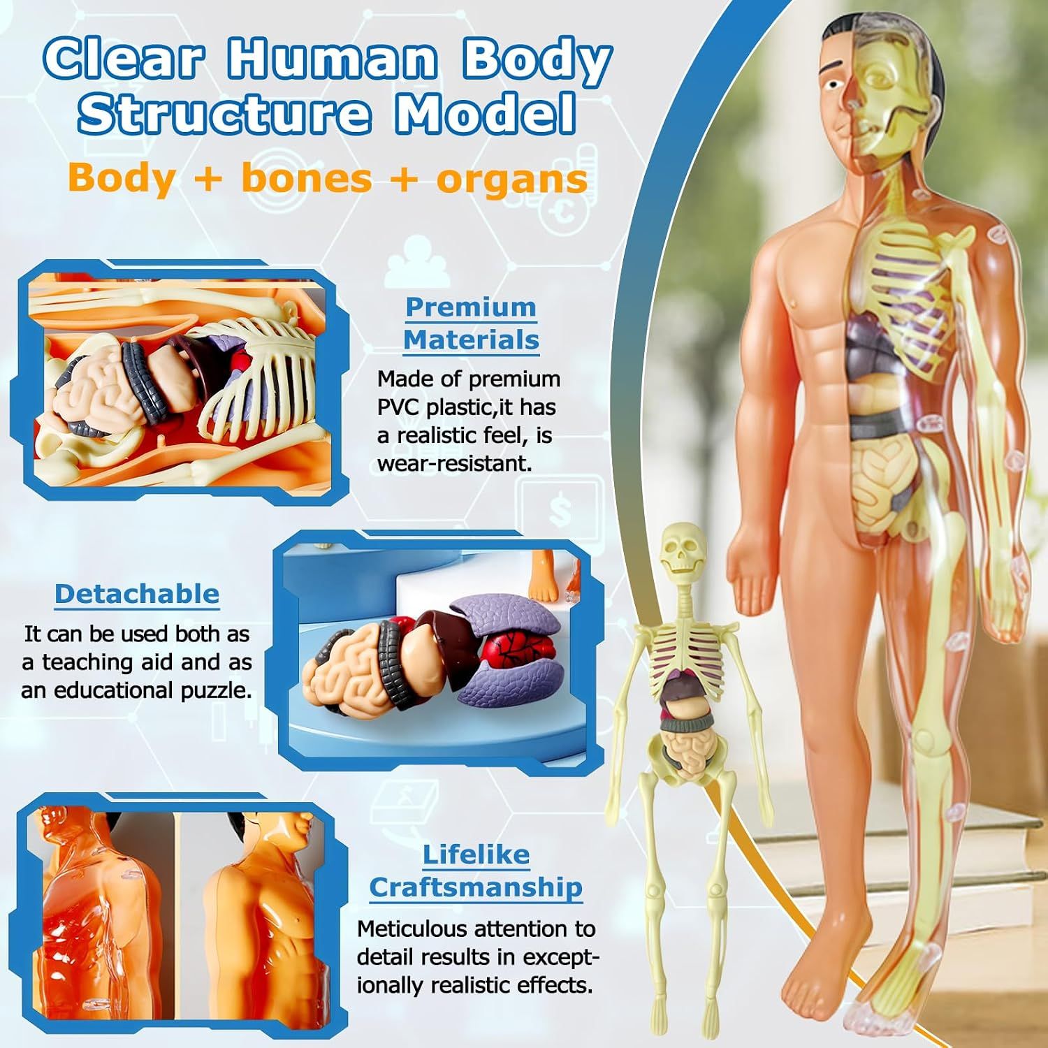 3D Human Body Torso Model, Realistic Human Anatomy Model,DIY Skeleton,Removable Human Organ Model for Study,Teaching Demonstration,Science Early Learning