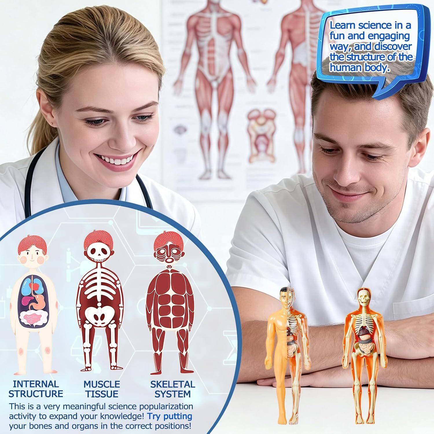 3D Human Body Torso Model, Realistic Human Anatomy Model,DIY Skeleton,Removable Human Organ Model for Study,Teaching Demonstration,Science Early Learning