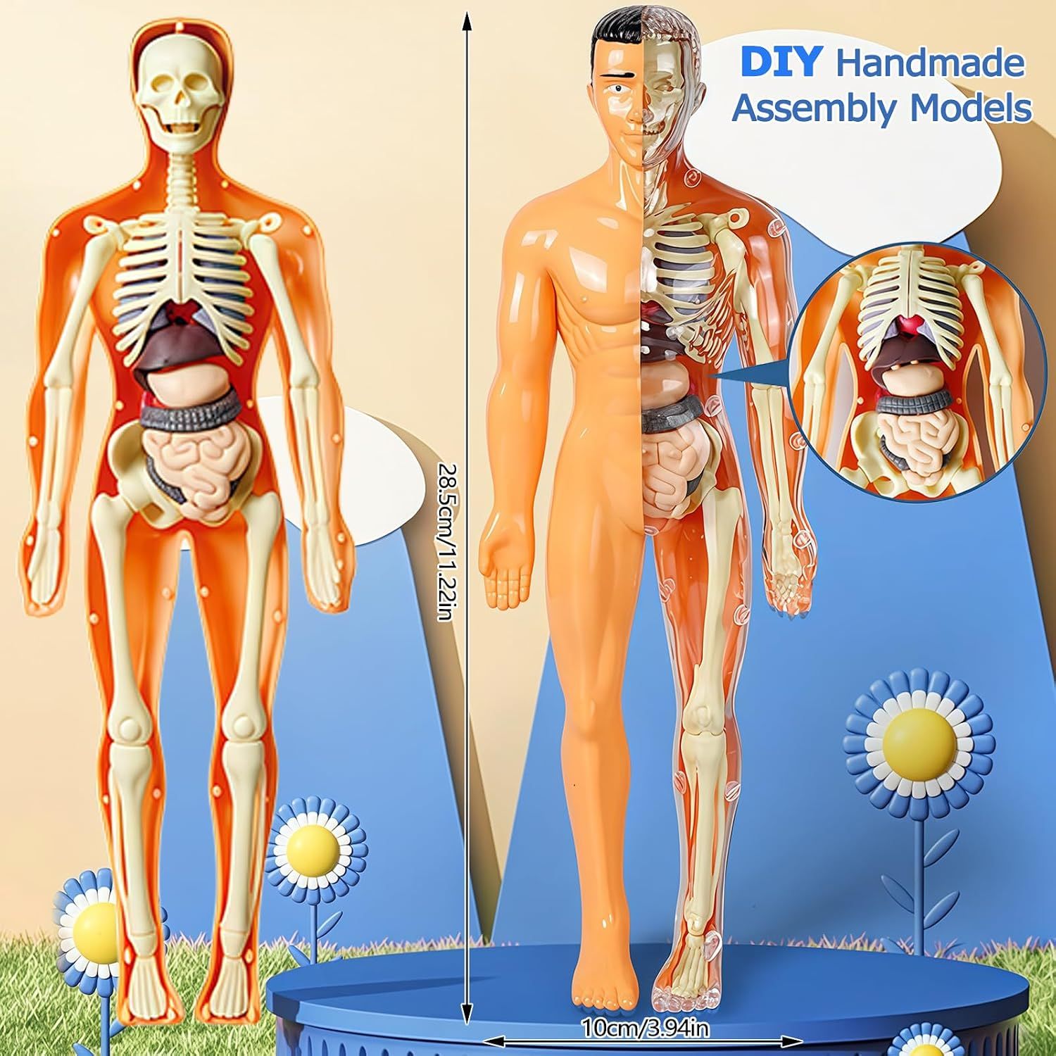 3D Human Body Torso Model, Realistic Human Anatomy Model,DIY Skeleton,Removable Human Organ Model for Study,Teaching Demonstration,Science Early Learning