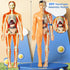 3D Human Body Torso Model, Realistic Human Anatomy Model,DIY Skeleton,Removable Human Organ Model for Study,Teaching Demonstration,Science Early Learning