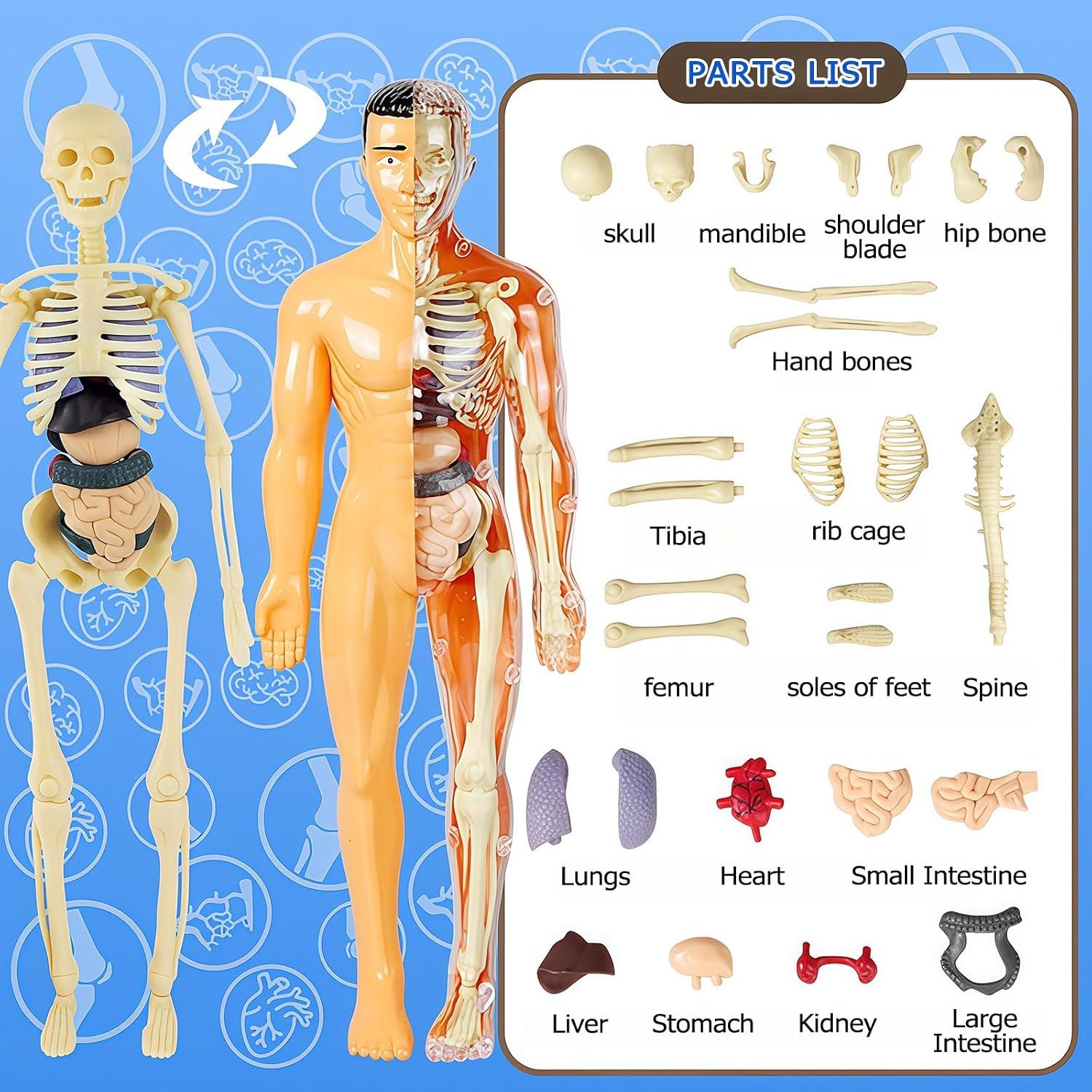 3D Human Body Torso Model, Realistic Human Anatomy Model,DIY Skeleton,Removable Human Organ Model for Study,Teaching Demonstration,Science Early Learning