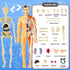 3D Human Body Torso Model, Realistic Human Anatomy Model,DIY Skeleton,Removable Human Organ Model for Study,Teaching Demonstration,Science Early Learning