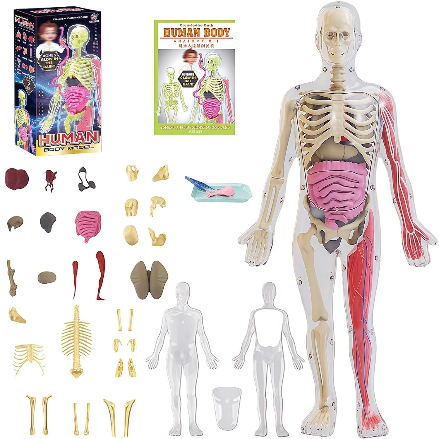 Glow in Dark Human Body Model, 3D Realistic Human Anatomy Model,Removable Human Organ Model for Study Teaching Demonstration