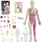 Glow in Dark Human Body Model, 3D Realistic Human Anatomy Model,Removable Human Organ Model for Study Teaching Demonstration