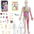 Glow in Dark Human Body Model, 3D Realistic Human Anatomy Model,Removable Human Organ Model for Study Teaching Demonstration