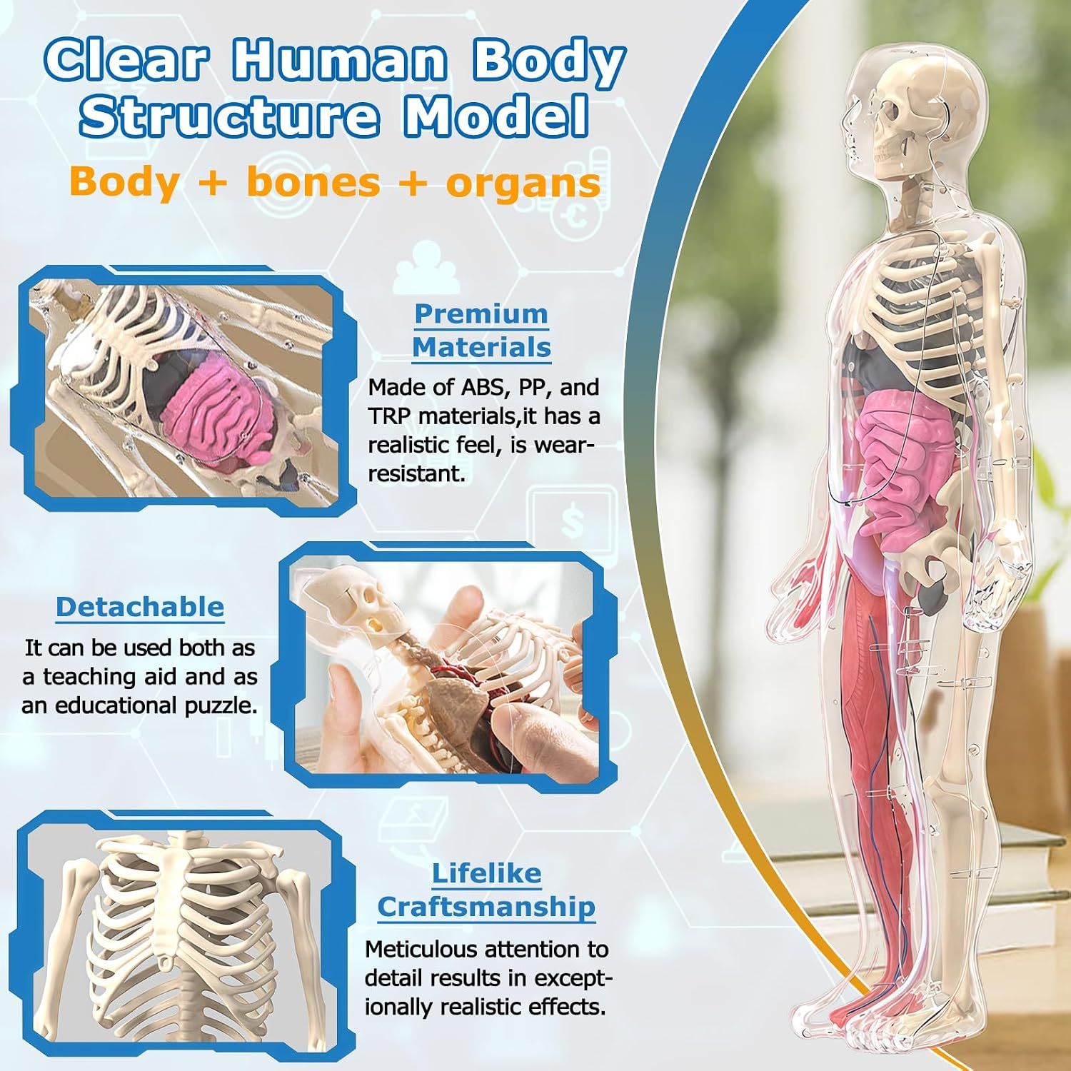 Glow in Dark Human Body Model, 3D Realistic Human Anatomy Model,Removable Human Organ Model for Study Teaching Demonstration