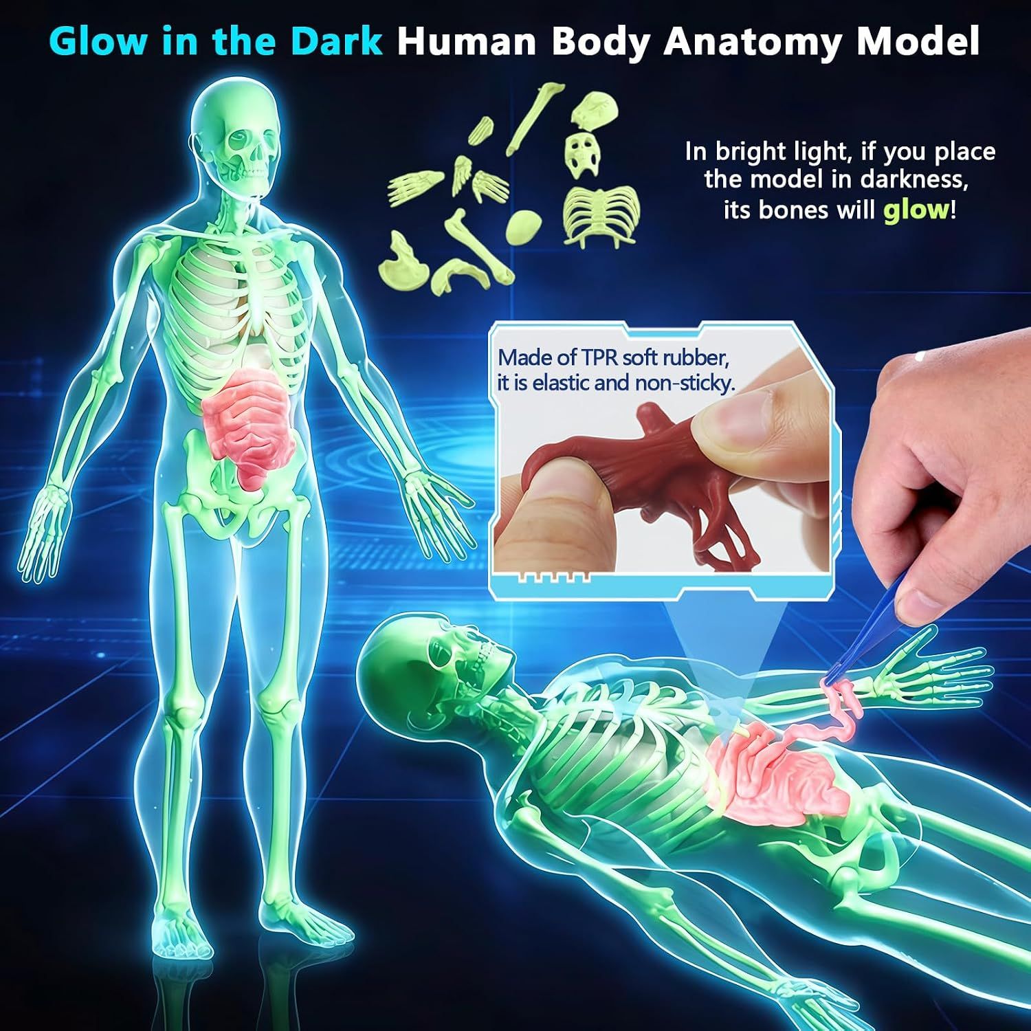 Glow in Dark Human Body Model, 3D Realistic Human Anatomy Model,Removable Human Organ Model for Study Teaching Demonstration