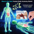 Glow in Dark Human Body Model, 3D Realistic Human Anatomy Model,Removable Human Organ Model for Study Teaching Demonstration