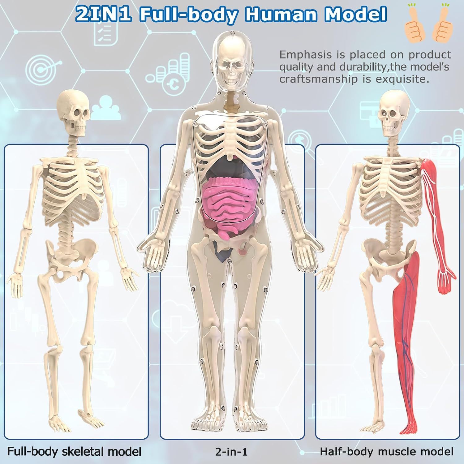 Glow in Dark Human Body Model, 3D Realistic Human Anatomy Model,Removable Human Organ Model for Study Teaching Demonstration