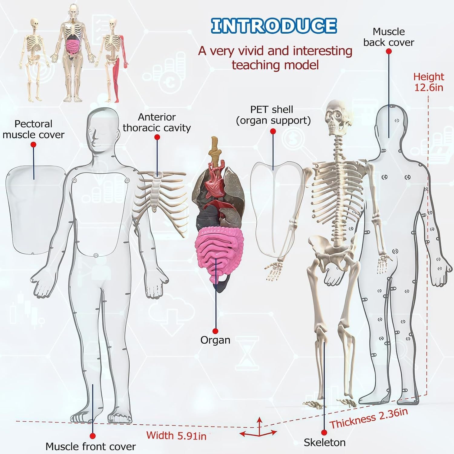 Glow in Dark Human Body Model, 3D Realistic Human Anatomy Model,Removable Human Organ Model for Study Teaching Demonstration