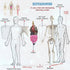 Glow in Dark Human Body Model, 3D Realistic Human Anatomy Model,Removable Human Organ Model for Study Teaching Demonstration