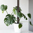 Moss stakes for climbing plants Black Variety