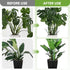 10 Pack Stackable Plant Support Stakes for Monstera - Includes 20m Binding Wire & Velcro - Climbing Plant Support Green