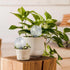 3PCS Plant Watering Globes, 500ml Self Watering Planter Insert, Transparent Plant Irrigation Devices for Indoor Potted Plants