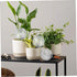 3PCS Plant Watering Globes, 500ml Self Watering Planter Insert, Transparent Plant Irrigation Devices for Indoor Potted Plants