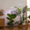 Plant Grow Light Floor Lamp Full Spectrum Sunlight Large Potted Plant Fill Light 3/9/12 Hours Timing 10 Levels Dimming