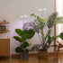 Plant Grow Light Floor Lamp Full Spectrum Sunlight Large Potted Plant Fill Light 3/9/12 Hours Timing 10 Levels Dimming