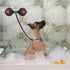 Heavy-Duty Suction Cup Anchor for Large Dogs, Dual 120mm Cups, Rotating Ring