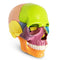 New Anatomy Skull Model 15 Parts Human Anatomy Exploded Skull Detachable Palm-Sized Mini Human Color Medical Skull Model