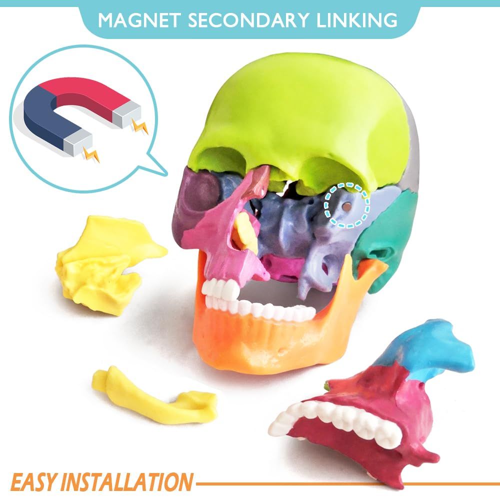 New Anatomy Skull Model 15 Parts Human Anatomy Exploded Skull Detachable Palm-Sized Mini Human Color Medical Skull Model