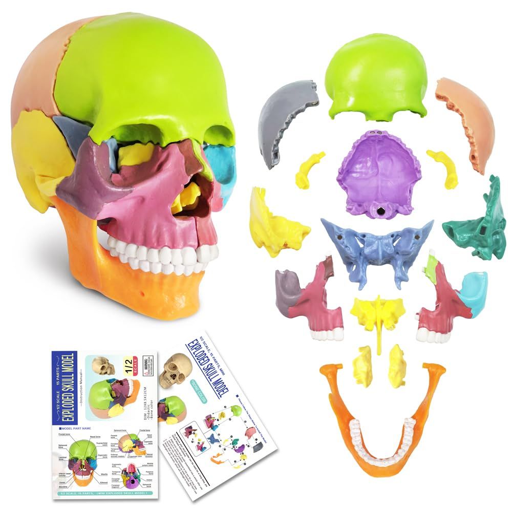 New Anatomy Skull Model 15 Parts Human Anatomy Exploded Skull Detachable Palm-Sized Mini Human Color Medical Skull Model