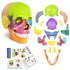 New Anatomy Skull Model 15 Parts Human Anatomy Exploded Skull Detachable Palm-Sized Mini Human Color Medical Skull Model