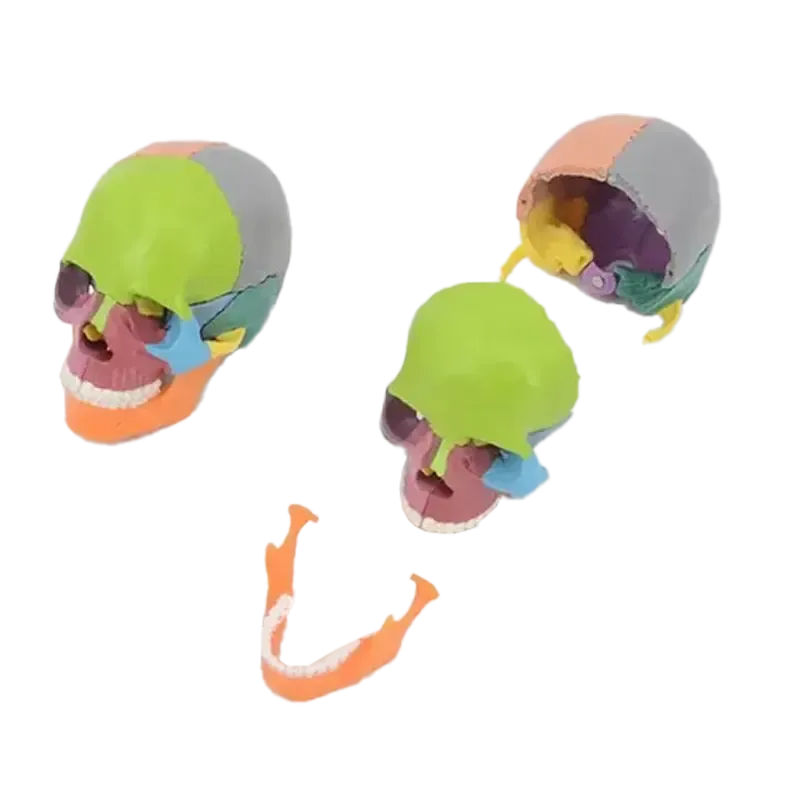 New Anatomy Skull Model 15 Parts Human Anatomy Exploded Skull Detachable Palm-Sized Mini Human Color Medical Skull Model