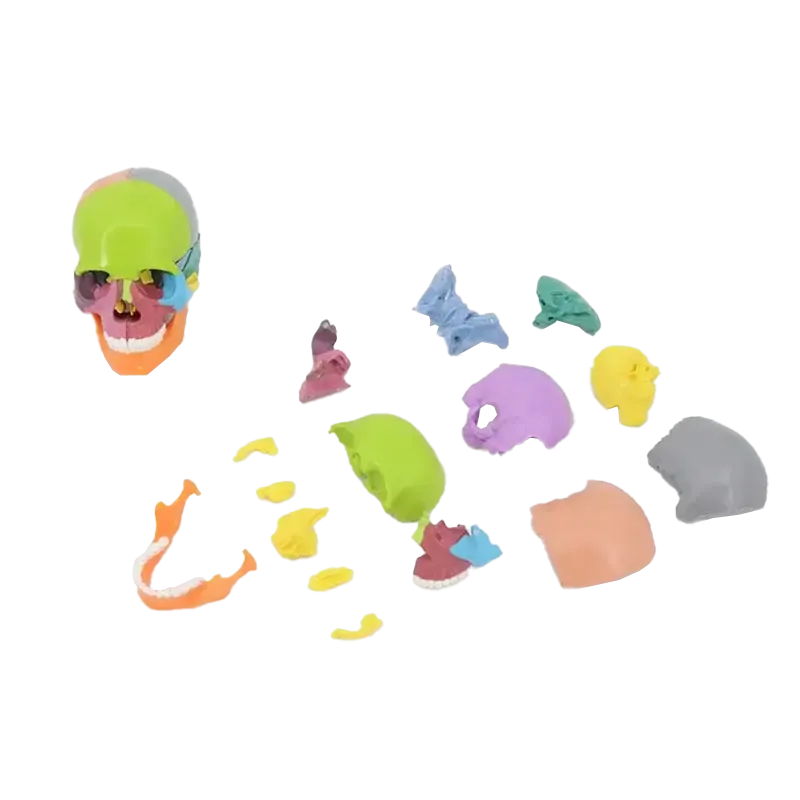 New Anatomy Skull Model 15 Parts Human Anatomy Exploded Skull Detachable Palm-Sized Mini Human Color Medical Skull Model