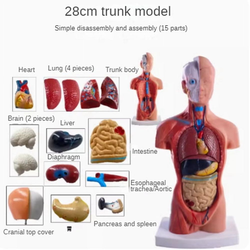 Torso Mannequin Anatomy Doll 15 Removable Parts Educational Organ Model Human Internal Organ Anatomy Model