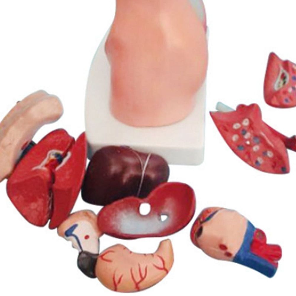 Torso Mannequin Anatomy Doll 15 Removable Parts Educational Organ Model Human Internal Organ Anatomy Model